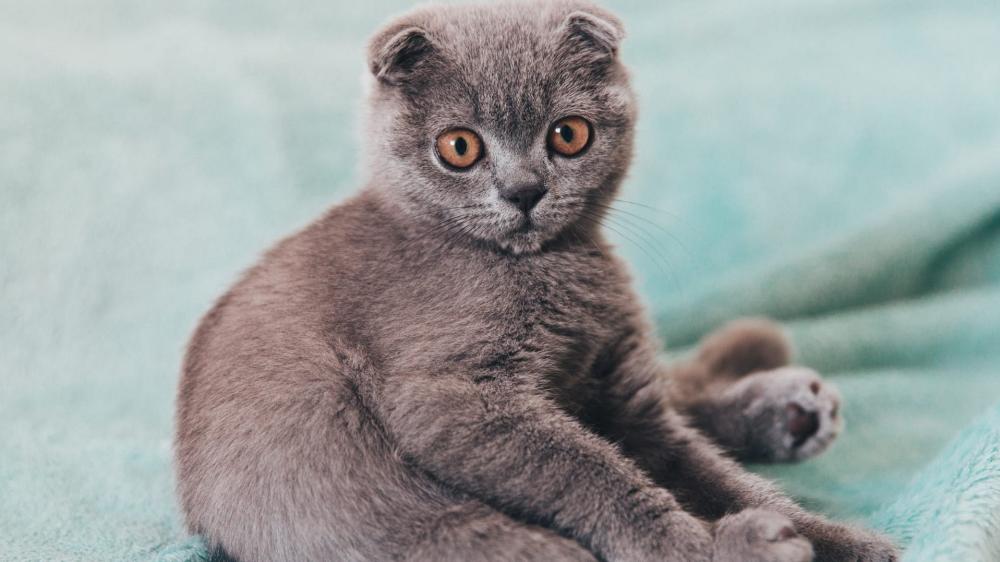 Cute Scottish Fold Kitten Resting on Soft Blanket wallpaper