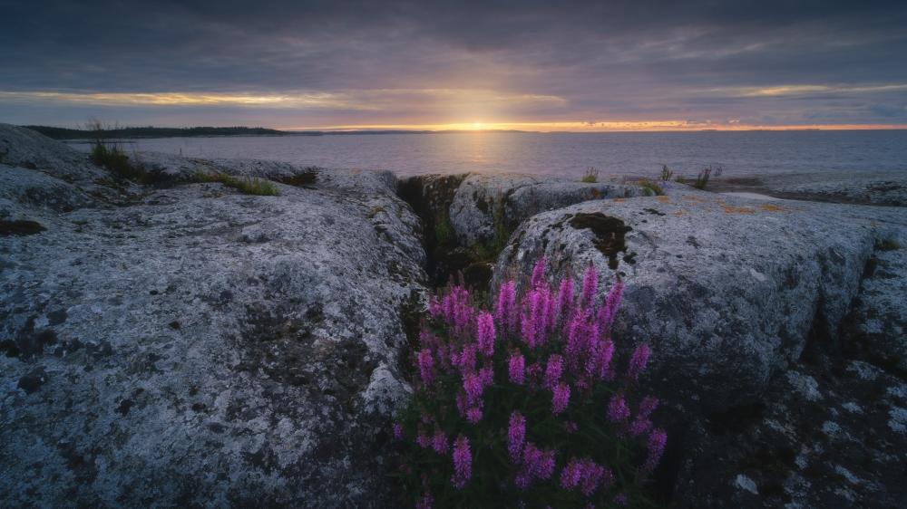 Serene Coastal Sunset with Purple Flowers wallpaper