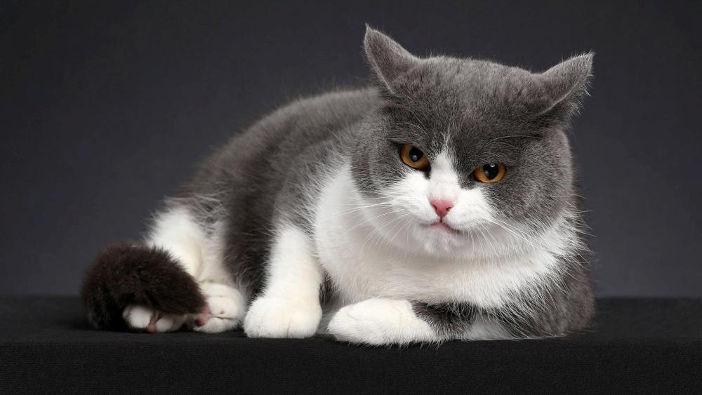 Elegant British Shorthair Resting Calmly wallpaper