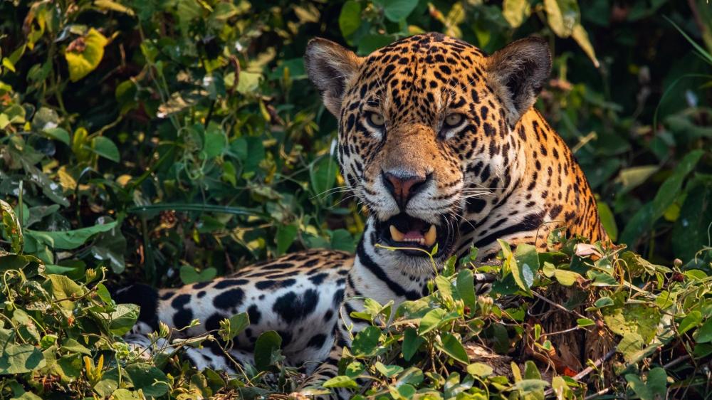 Jungle Sentinel Jaguar wallpaper
