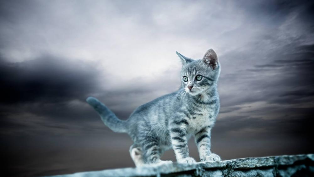 Grey Tabby Kitten Under Stormy Skies wallpaper