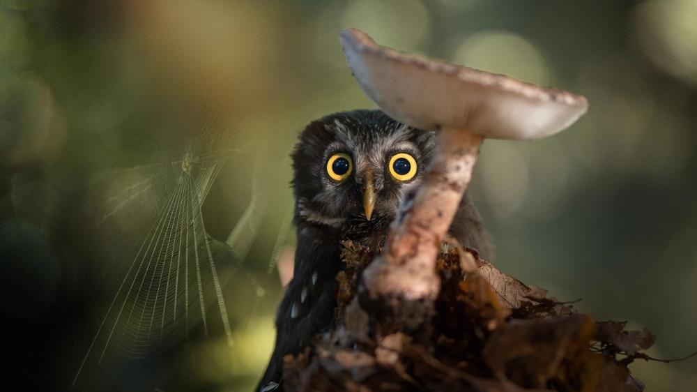 Curious Little Owl in Forest Glow wallpaper