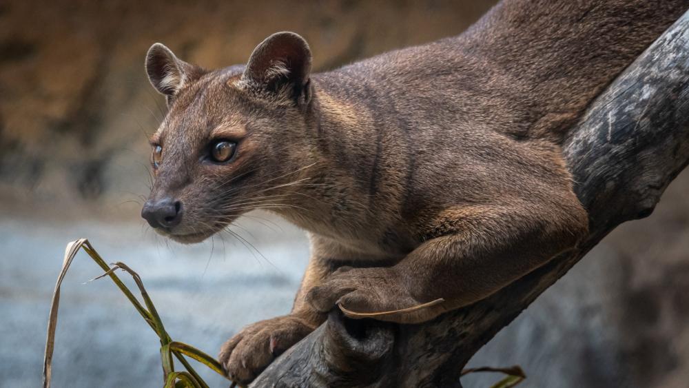 Mysterious Fossa of Madagascar wallpaper