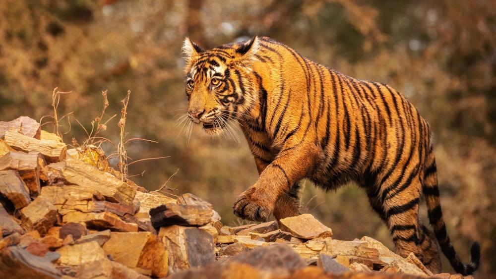 Majestic Tiger on Rocky Ground wallpaper