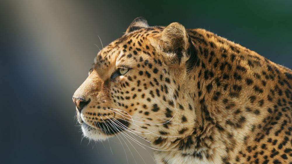 Majestic Leopard Profile wallpaper