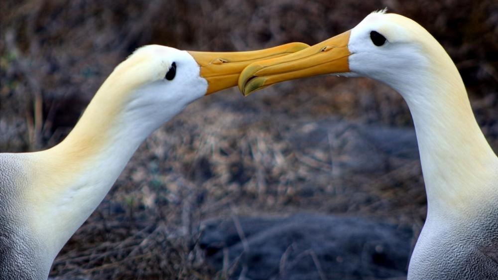 Albatross Mating Dance wallpaper