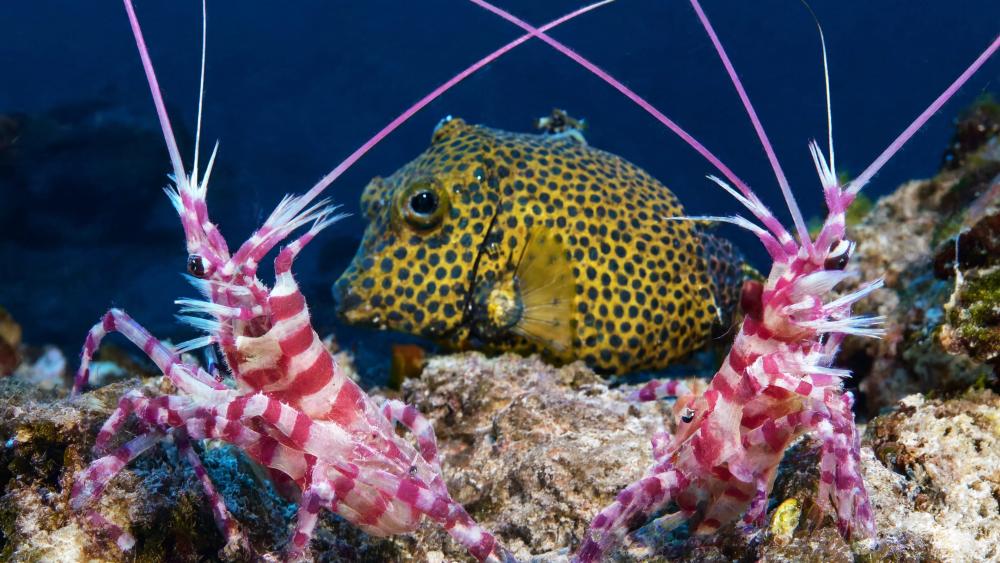 Spotted Box Fish wallpaper