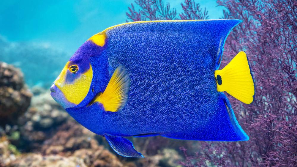 Radiant Queen Angelfish over Coral Reef wallpaper