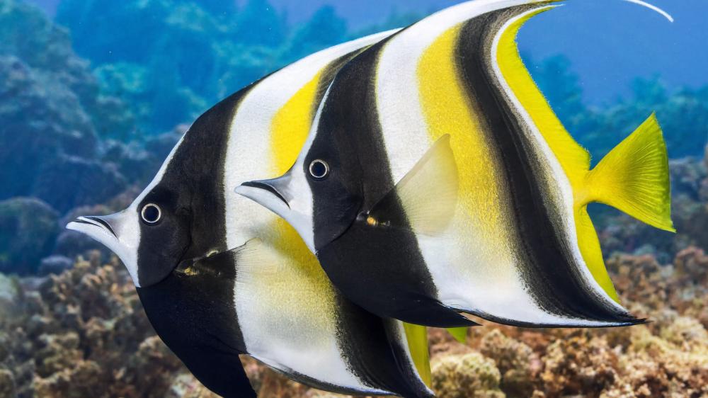 Moorish Idols in Coral Reef Waters wallpaper