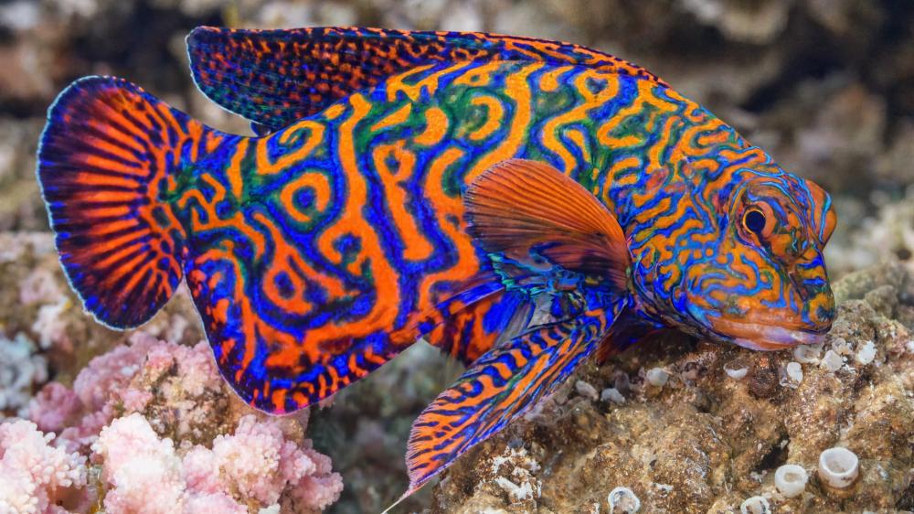 Vibrant Mandarin Fish in Coral Reef Paradise wallpaper