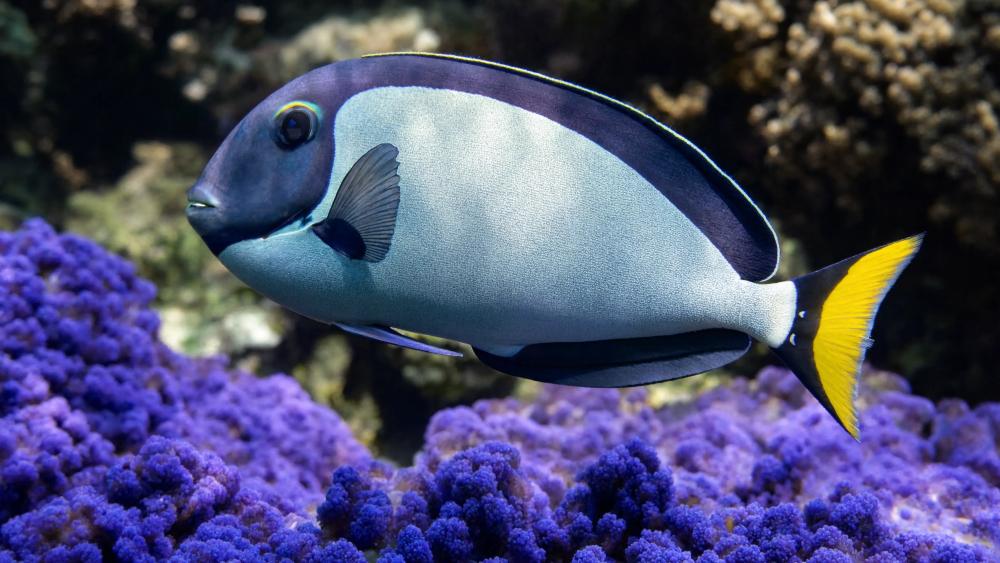 Blue Surgeonfish in Vibrant Coral Reef wallpaper