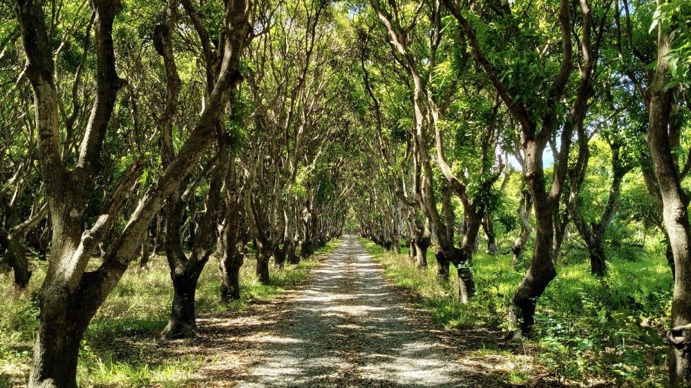 Path Through Mango Trees wallpaper