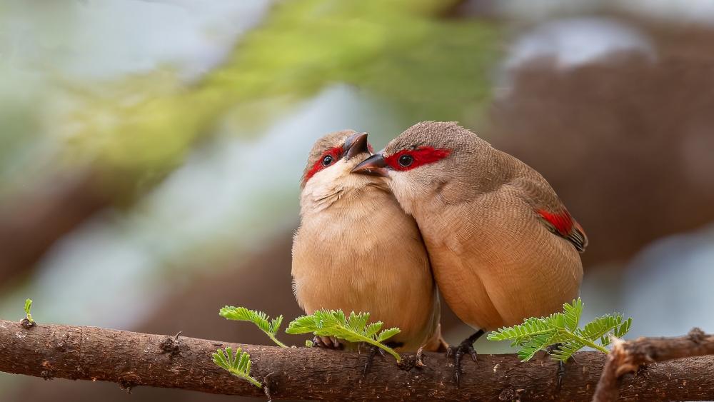 Tender Bird Pair on a Forest Branch wallpaper