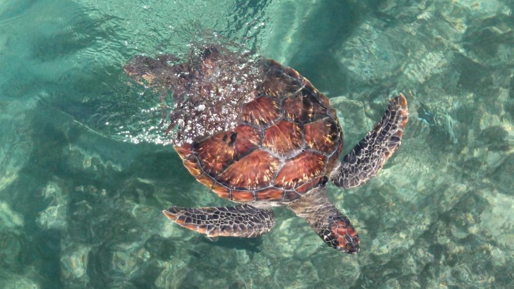Graceful Sea Turtle in Turquoise Waters wallpaper