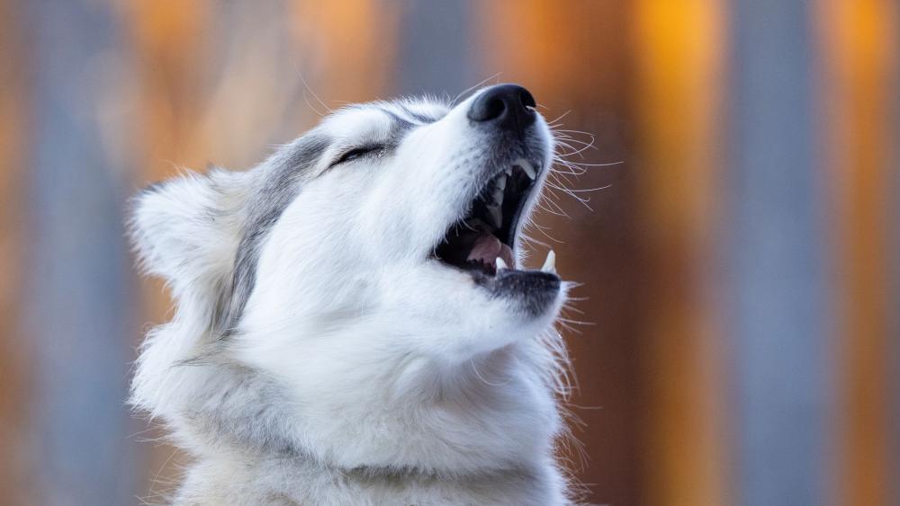 Howling Husky Close Up Portrait wallpaper