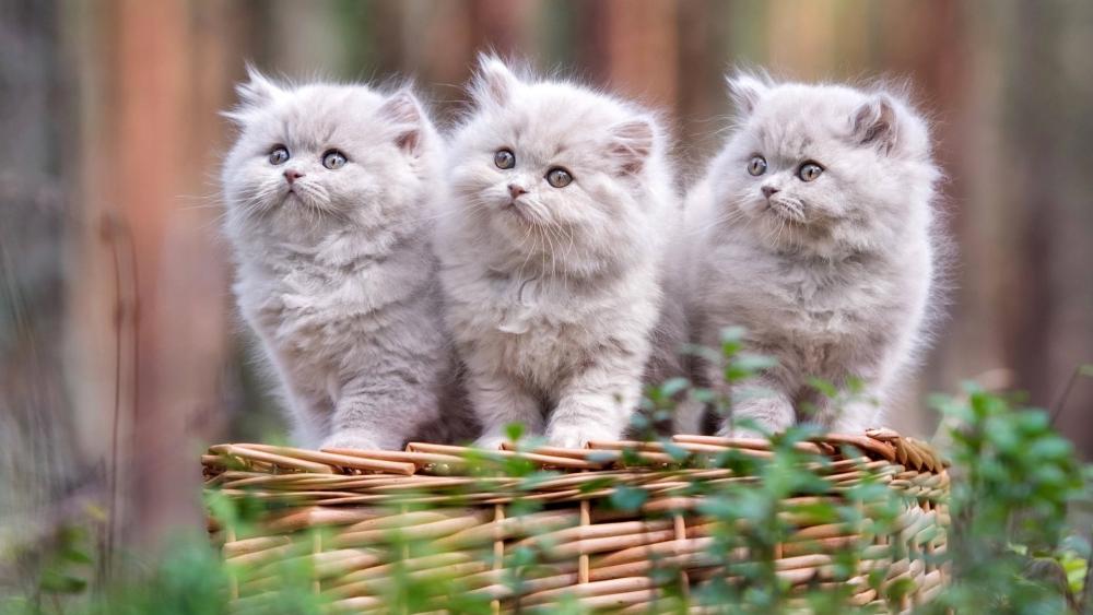 Fluffy Silver Kittens in a Basket wallpaper