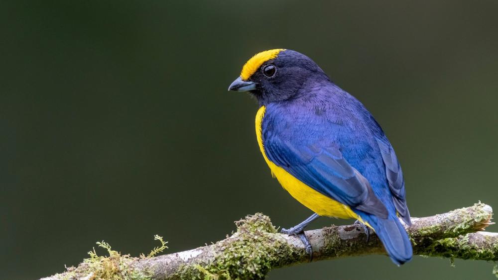 Vibrant Blue and Yellow Euphonia wallpaper