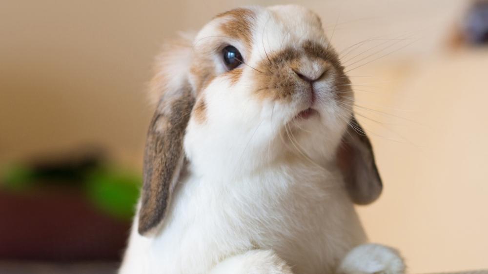 Curious Bunny Close Up wallpaper