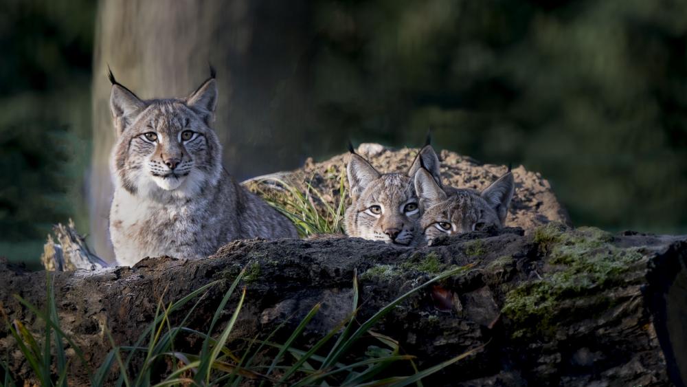 Silent Lynx Family Watch wallpaper