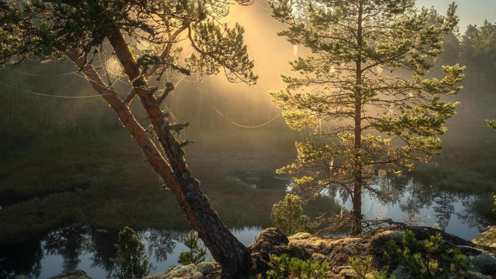 Golden Morning Over Forest Lake wallpaper