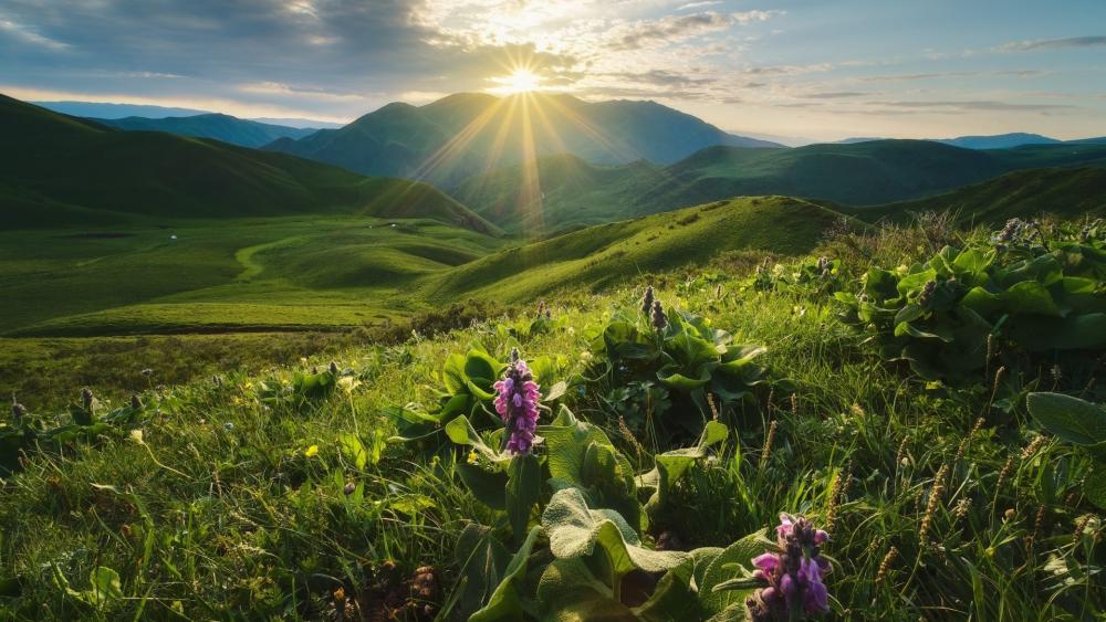 Sunrise Over Green Hills wallpaper