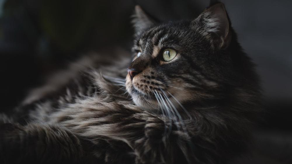 Moody Portrait of a Regal Tabby Cat wallpaper