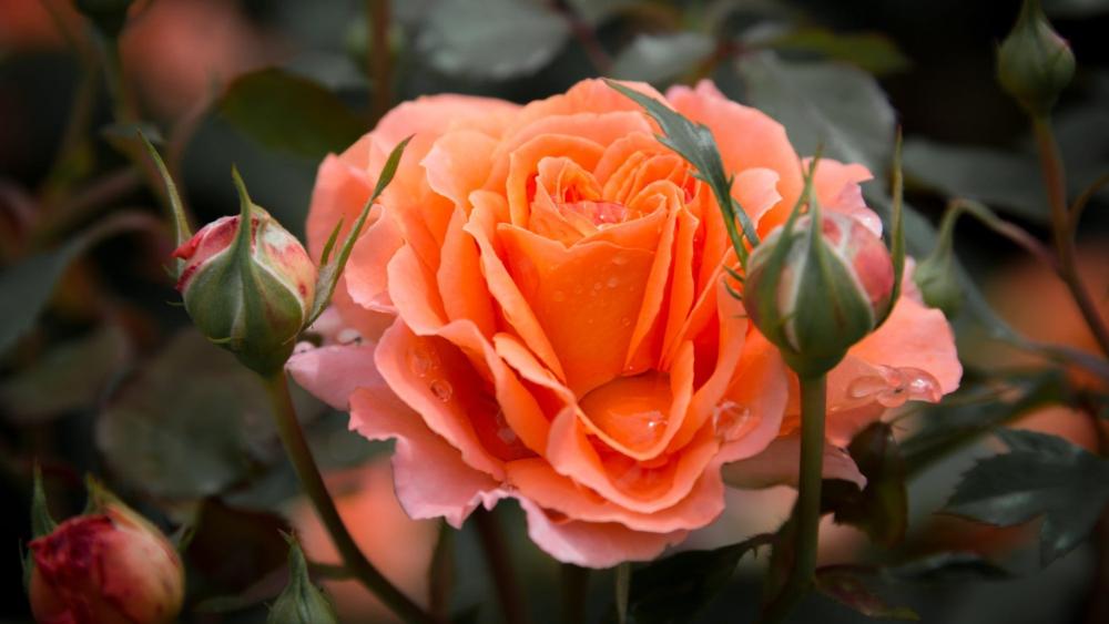 Orange Rose Blossom In Soft Garden Light wallpaper