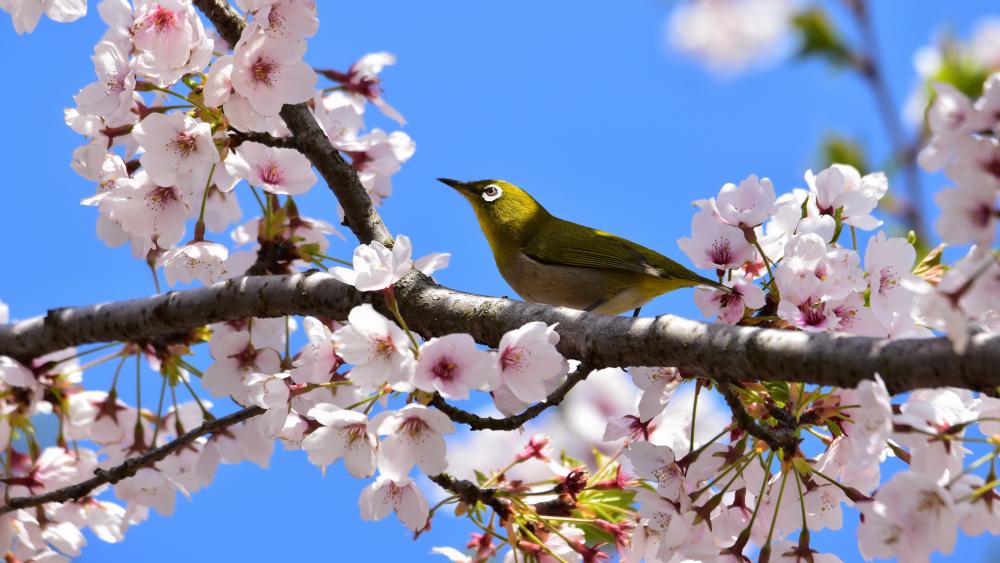 Spring Bird Among Cherry Blossoms wallpaper