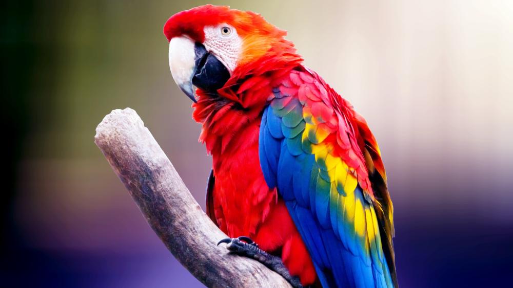 Vibrant Scarlet Macaw on Branch wallpaper