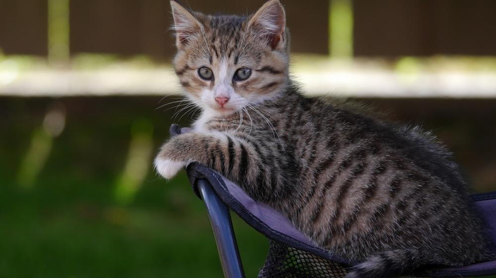Curious Tabby Kitten Resting Outdoors wallpaper