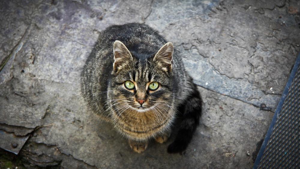 Alert Tabby Cat on Stone Ground wallpaper