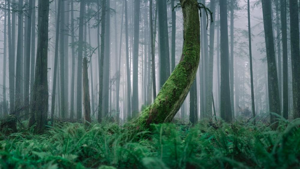 Misty Forest Stillness wallpaper