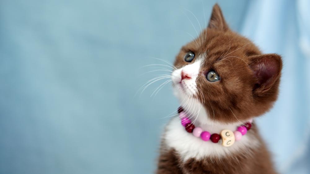 Curious Kitten Portrait wallpaper