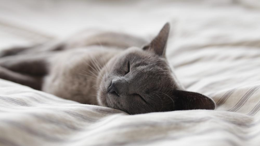 Sleeping Gray Cat on Soft White Bedding wallpaper