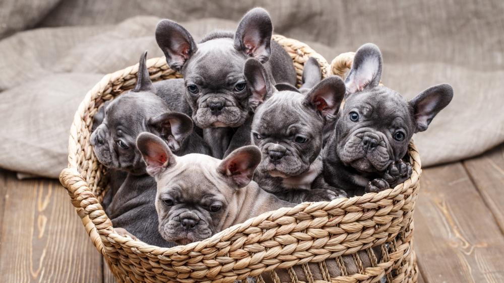 Adorable French Bulldog Puppies in a Basket wallpaper
