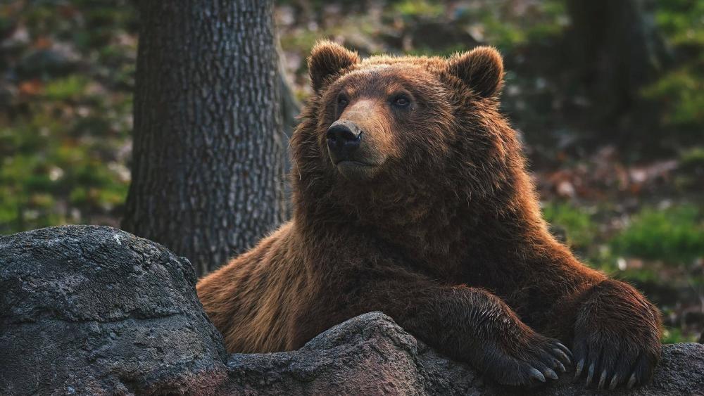 Majestic Brown Bear Resting in Forest wallpaper