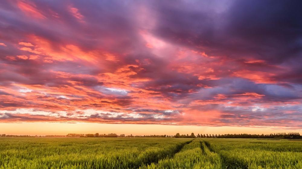 Vibrant Sunset Over Green Fields wallpaper