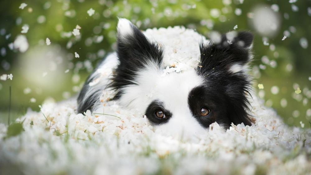 Gentle Border Collie in Blossoming Meadow wallpaper