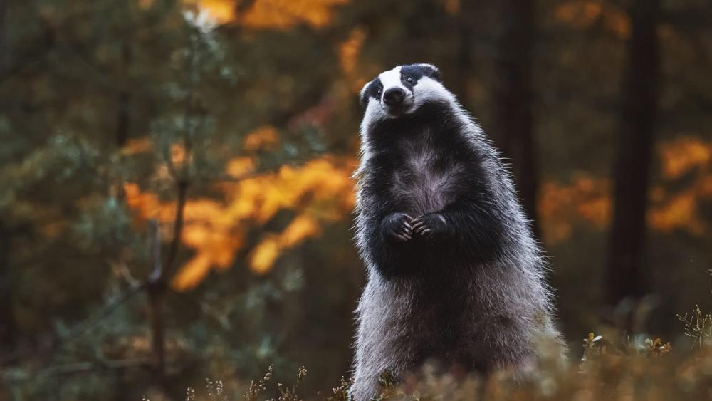 Majestic Badger in Autumn Forest wallpaper