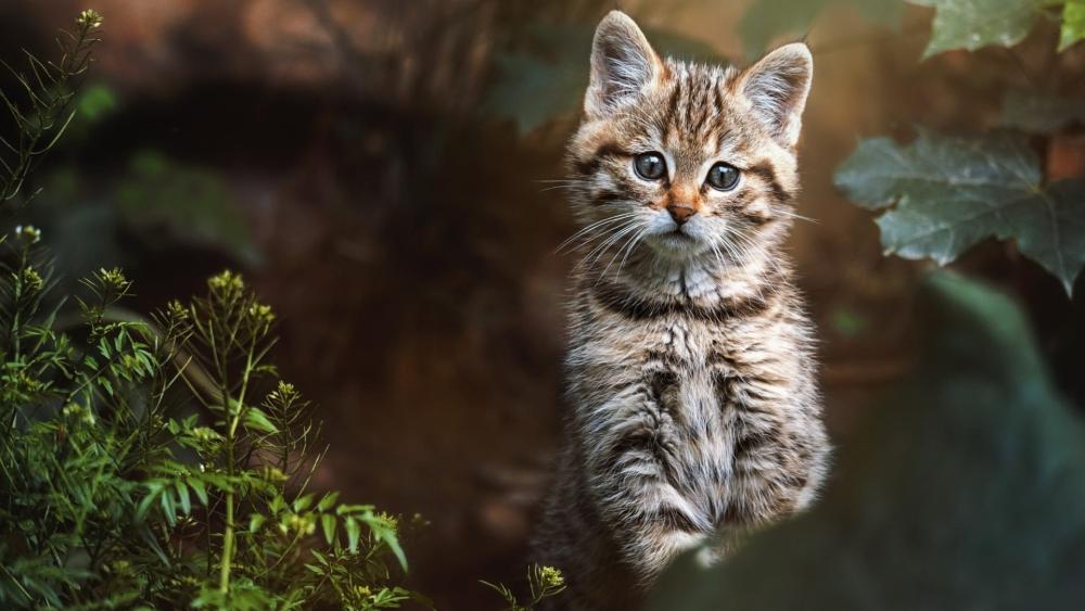 Curious Tabby Kitten in Soft Forest Light wallpaper
