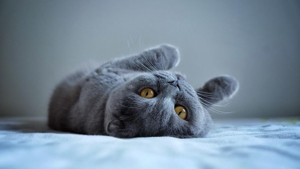 Playful British Shorthair Resting wallpaper