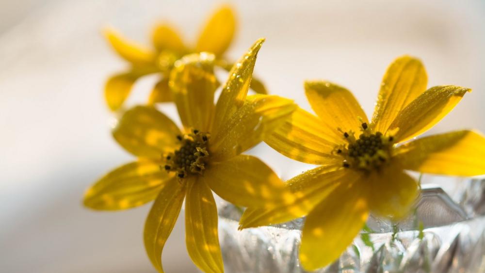 Golden Petals in Soft Light wallpaper