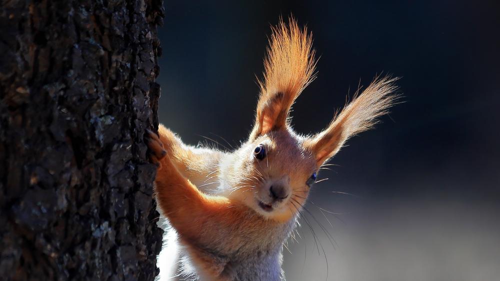 Playful Squirrel Peeking from Tree wallpaper