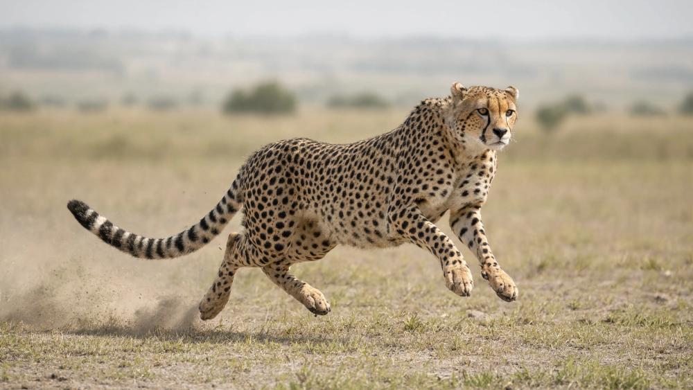 Running Cheetah wallpaper