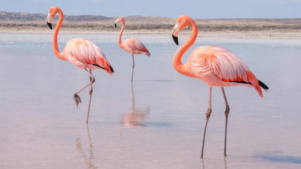 Elegant Flamingos in a Serene Lagoon wallpaper