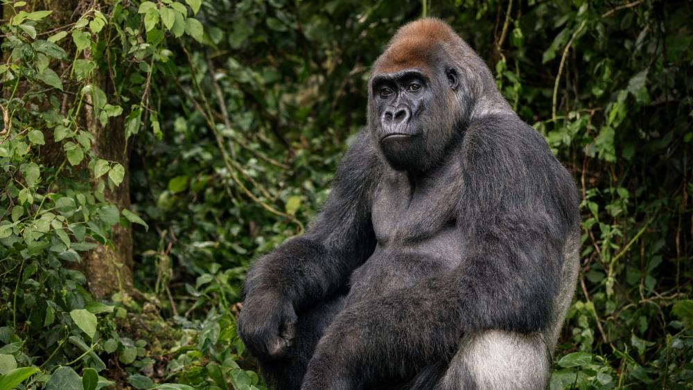 Adult Gorilla wallpaper
