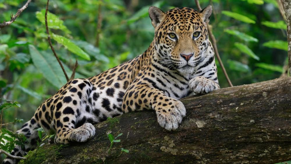 Majestic Jaguar Resting in the Jungle Canopy wallpaper