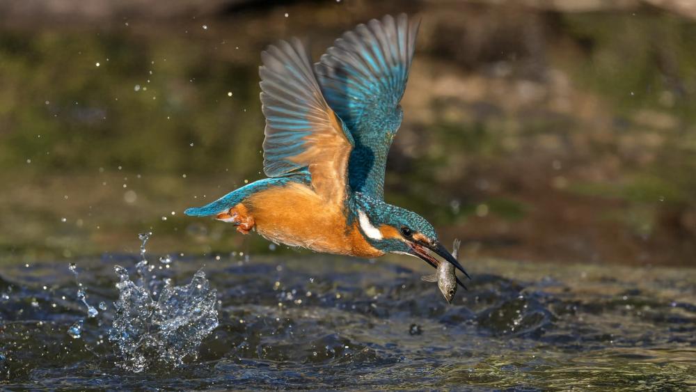 Kingfisher Catching Fish in Flight wallpaper