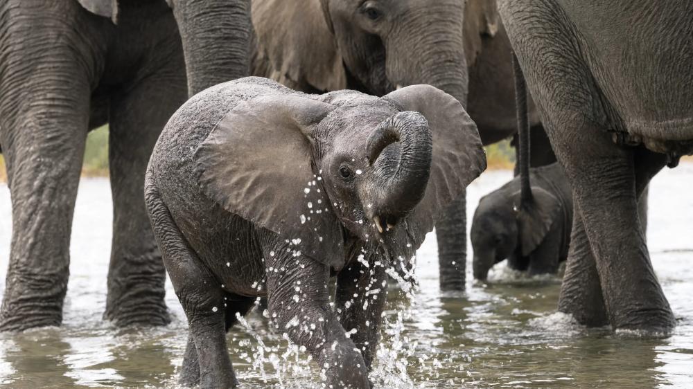 Joyful Baby Elephant Splashing in the Herd wallpaper