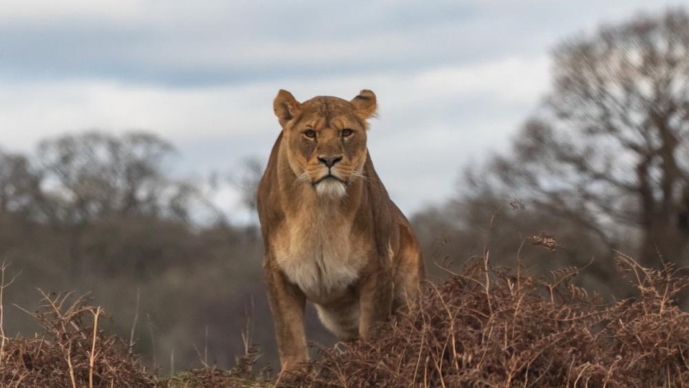 Majestic Lioness on the Savanna wallpaper